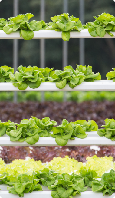 Hydroponic green lettuces 