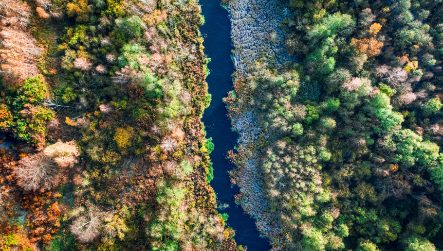 macro shot of nature