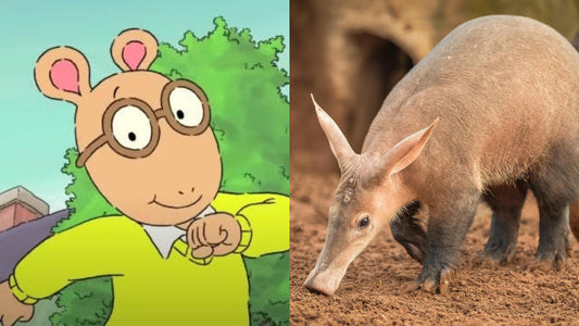 Arthur Appreciation Post: All About Aardvarks