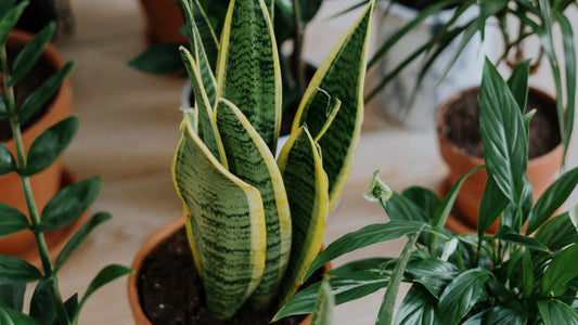 These Houseplants Get the Most Instagram Love