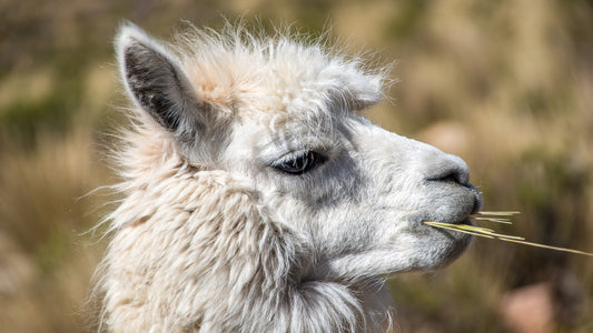 How Llamas Help the Planet