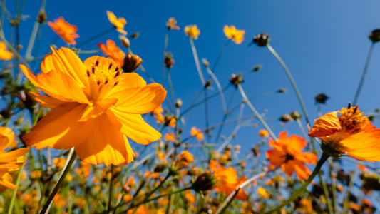 Explainer: How Flowers Save the World