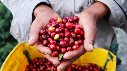 Today’s Small Step: Learn What Fair Trade Means