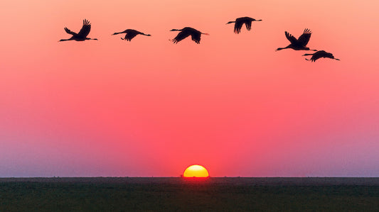 It's Migration Season! Here's How to Help Birds Get Home