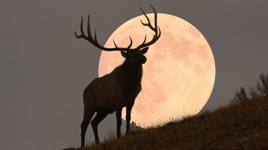 Deerly Beloved: Why Summer's Buck Moon Is Major